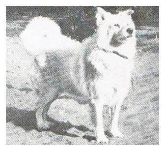 Etah, lead dog of the Amundsen expedition, pictured at 11 years of age.