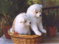Two pups in basket