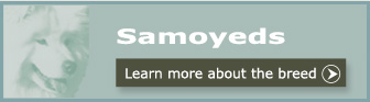 Learn more about Samoyeds