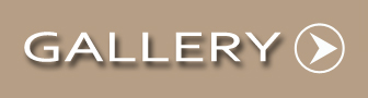 Samoyed Gallery