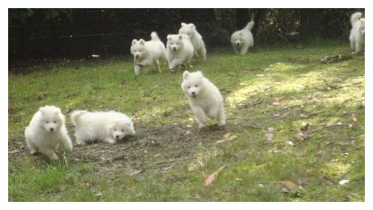 Samoyed Puppies